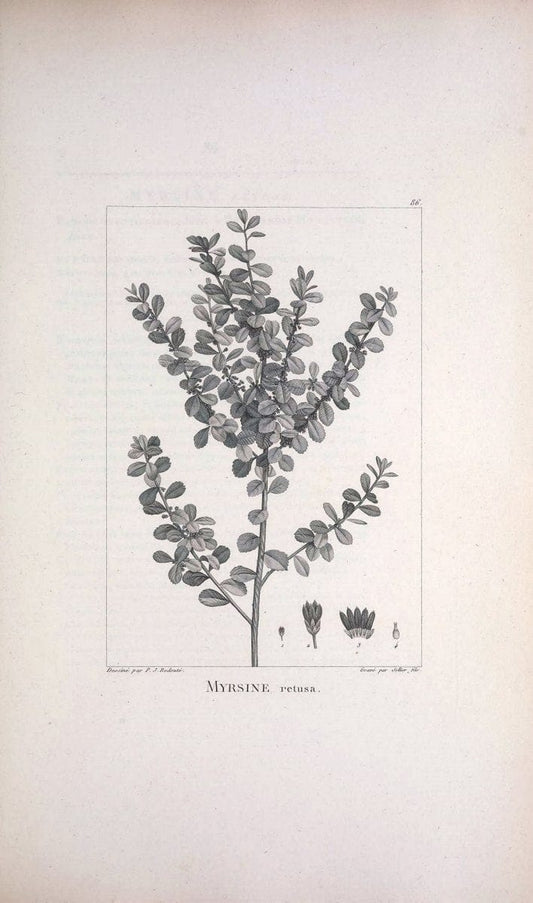 Description des plantes nouvelles et peu connues :.A Paris :De l'imprimerie de Crapelet,an 8, [i.e. 1799 or 1800]. | Botany "Pictorial works" | Vintage Print Reproduction 468220