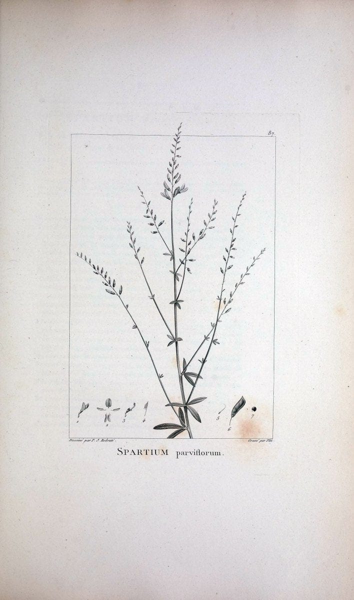 Description des plantes nouvelles et peu connues :.A Paris :De l'imprimerie de Crapelet,an 8, [i.e. 1799 or 1800]. | Botany "Pictorial works" | Vintage Print Reproduction 468221