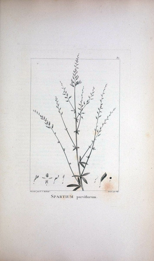 Description des plantes nouvelles et peu connues :.A Paris :De l'imprimerie de Crapelet,an 8, [i.e. 1799 or 1800]. | Botany "Pictorial works" | Vintage Print Reproduction 468221