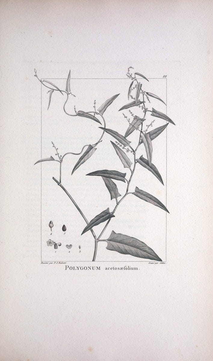 Description des plantes nouvelles et peu connues :.A Paris :De l'imprimerie de Crapelet,an 8, [i.e. 1799 or 1800]. | Botany "Pictorial works" | Vintage Print Reproduction 468222