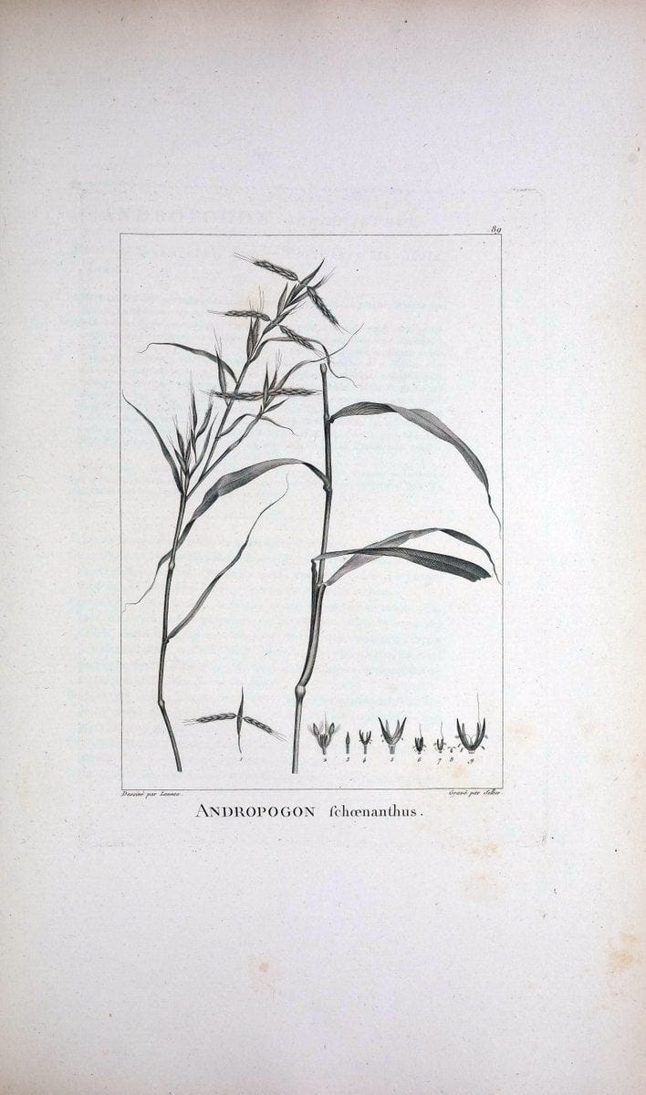 Description des plantes nouvelles et peu connues :.A Paris :De l'imprimerie de Crapelet,an 8, [i.e. 1799 or 1800]. | Botany "Pictorial works" | Vintage Print Reproduction 468223
