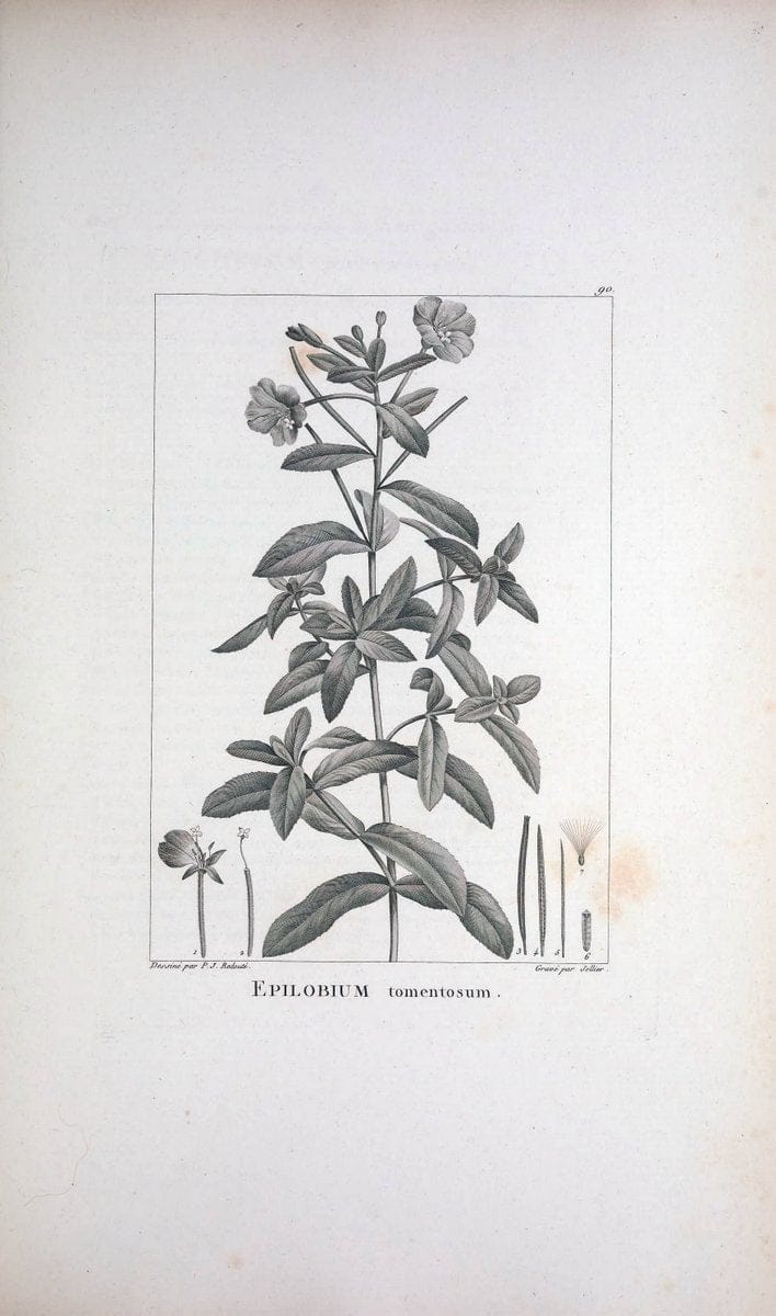 Description des plantes nouvelles et peu connues :.A Paris :De l'imprimerie de Crapelet,an 8, [i.e. 1799 or 1800]. | Botany "Pictorial works" | Vintage Print Reproduction 468224