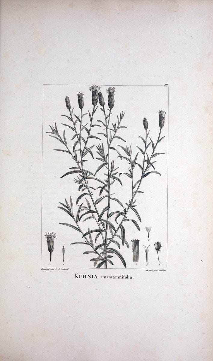 Description des plantes nouvelles et peu connues :.A Paris :De l'imprimerie de Crapelet,an 8, [i.e. 1799 or 1800]. | Botany "Pictorial works" | Vintage Print Reproduction 468225