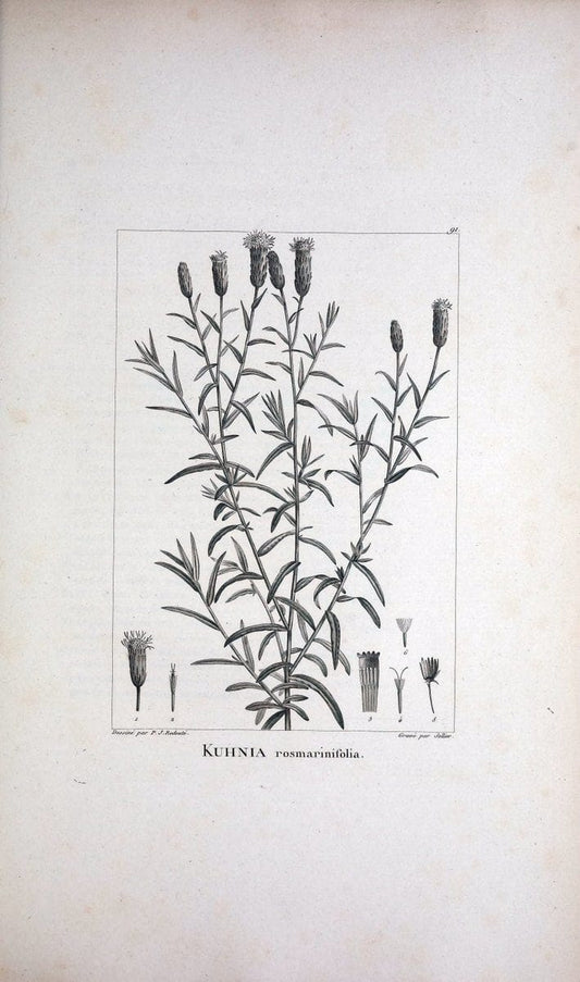 Description des plantes nouvelles et peu connues :.A Paris :De l'imprimerie de Crapelet,an 8, [i.e. 1799 or 1800]. | Botany "Pictorial works" | Vintage Print Reproduction 468225