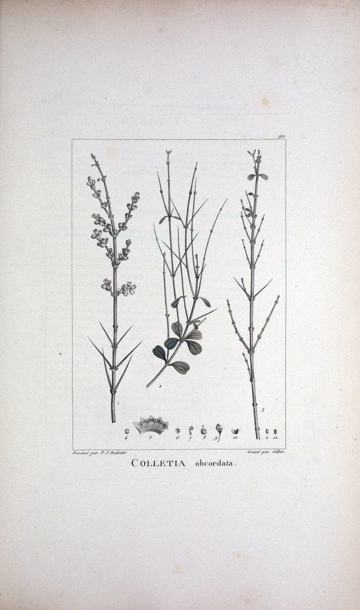 Description des plantes nouvelles et peu connues :.A Paris :De l'imprimerie de Crapelet,an 8, [i.e. 1799 or 1800]. | Botany "Pictorial works" | Vintage Print Reproduction 468226