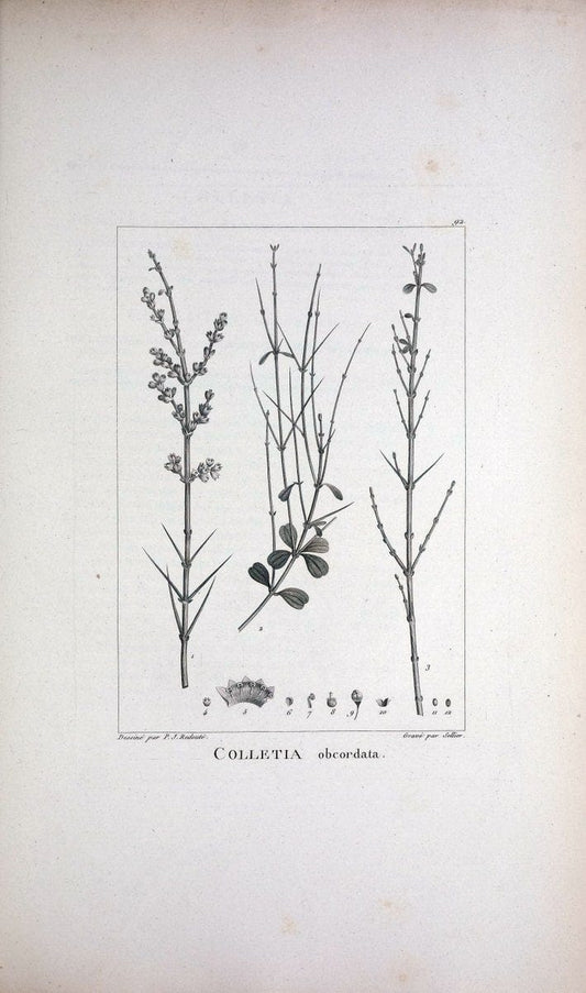 Description des plantes nouvelles et peu connues :.A Paris :De l'imprimerie de Crapelet,an 8, [i.e. 1799 or 1800]. | Botany "Pictorial works" | Vintage Print Reproduction 468226