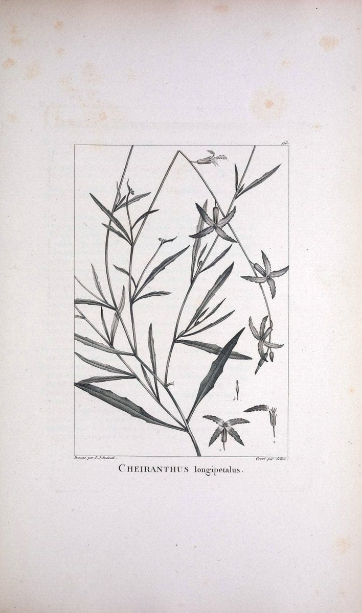 Description des plantes nouvelles et peu connues :.A Paris :De l'imprimerie de Crapelet,an 8, [i.e. 1799 or 1800]. | Botany "Pictorial works" | Vintage Print Reproduction 468227
