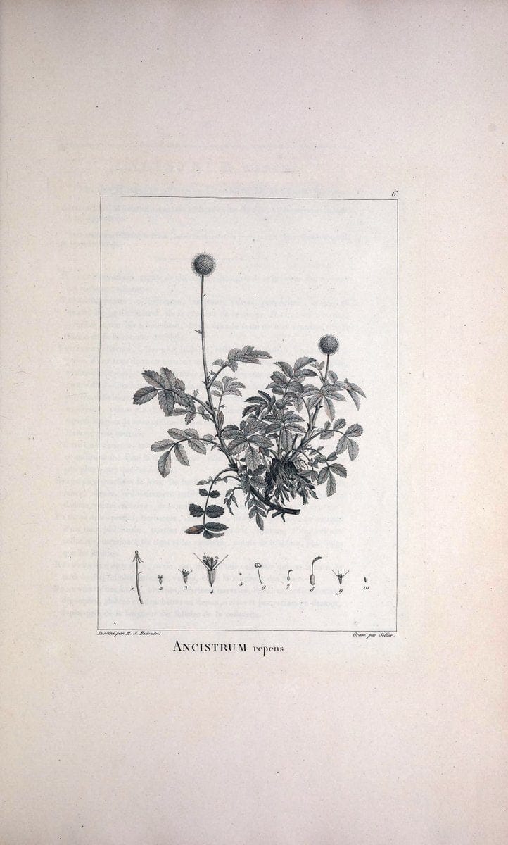 Description des plantes nouvelles et peu connues :.A Paris :De l'imprimerie de Crapelet,an 8, [i.e. 1799 or 1800]. | Botany "Pictorial works" | Vintage Print Reproduction 468228