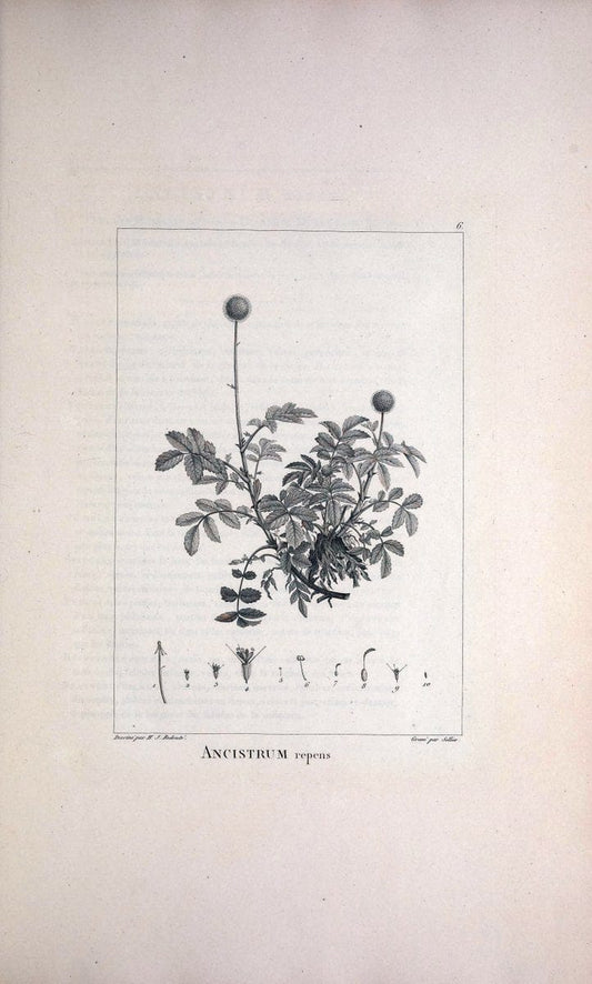 Description des plantes nouvelles et peu connues :.A Paris :De l'imprimerie de Crapelet,an 8, [i.e. 1799 or 1800]. | Botany "Pictorial works" | Vintage Print Reproduction 468228