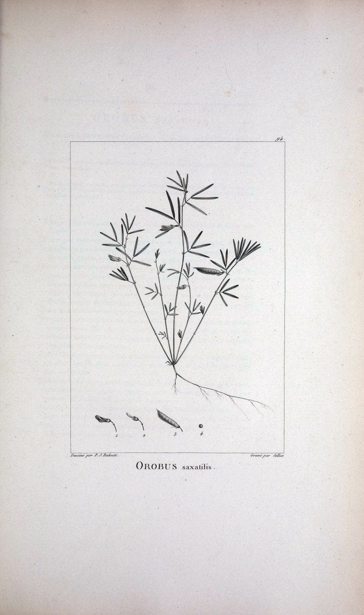 Description des plantes nouvelles et peu connues :.A Paris :De l'imprimerie de Crapelet,an 8, [i.e. 1799 or 1800]. | Botany "Pictorial works" | Vintage Print Reproduction 468229