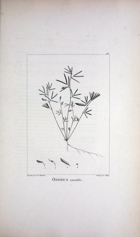 Description des plantes nouvelles et peu connues :.A Paris :De l'imprimerie de Crapelet,an 8, [i.e. 1799 or 1800]. | Botany "Pictorial works" | Vintage Print Reproduction 468229