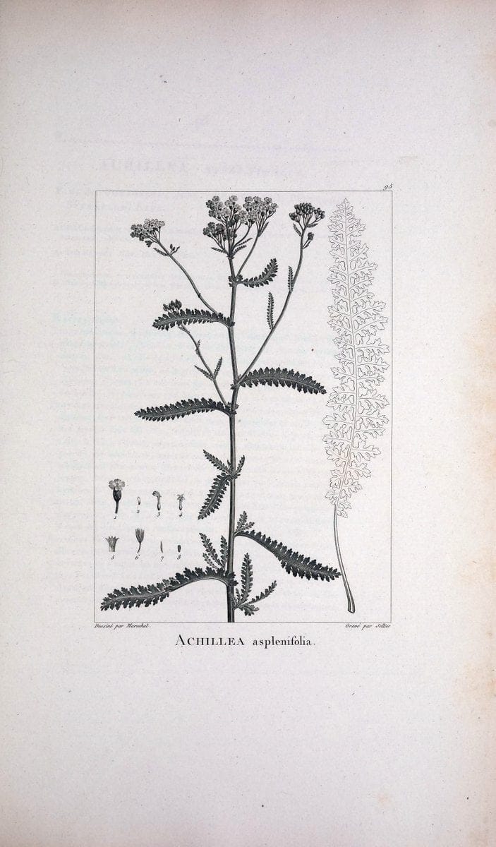 Description des plantes nouvelles et peu connues :.A Paris :De l'imprimerie de Crapelet,an 8, [i.e. 1799 or 1800]. | Botany "Pictorial works" | Vintage Print Reproduction 468230
