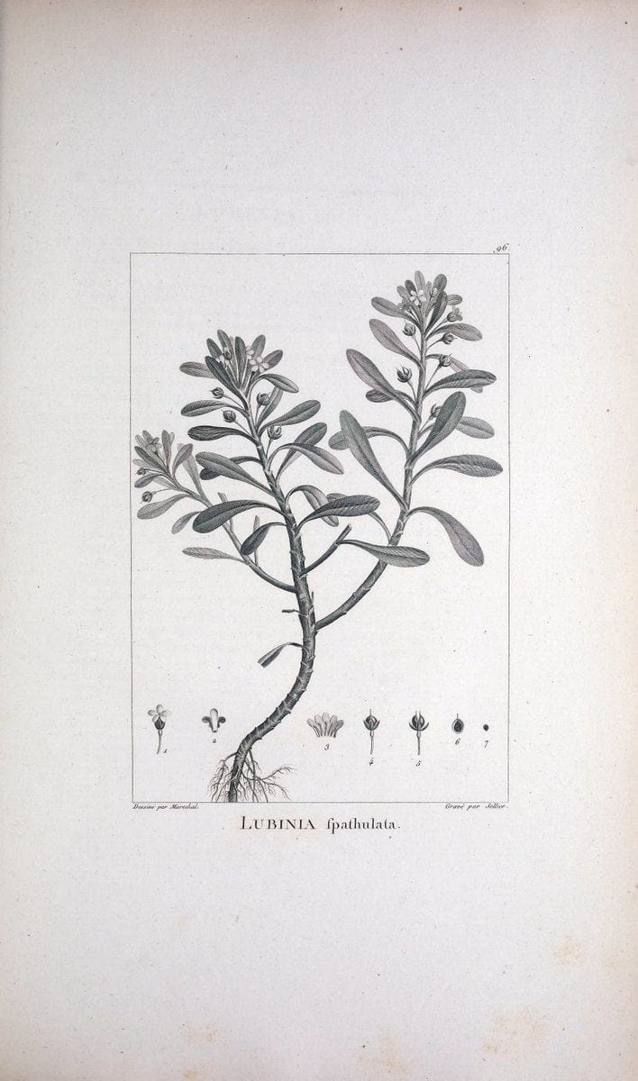 Description des plantes nouvelles et peu connues :.A Paris :De l'imprimerie de Crapelet,an 8, [i.e. 1799 or 1800]. | Botany "Pictorial works" | Vintage Print Reproduction 468231