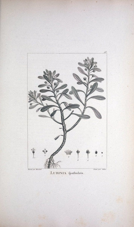 Description des plantes nouvelles et peu connues :.A Paris :De l'imprimerie de Crapelet,an 8, [i.e. 1799 or 1800]. | Botany "Pictorial works" | Vintage Print Reproduction 468231