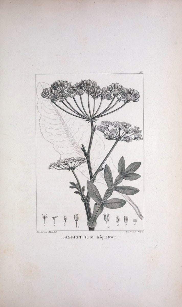 Description des plantes nouvelles et peu connues :.A Paris :De l'imprimerie de Crapelet,an 8, [i.e. 1799 or 1800]. | Botany "Pictorial works" | Vintage Print Reproduction 468232