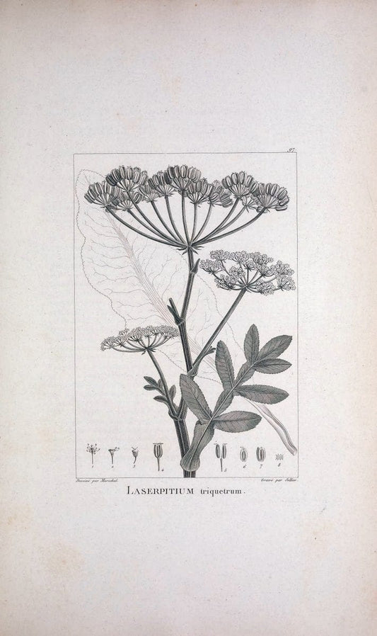 Description des plantes nouvelles et peu connues :.A Paris :De l'imprimerie de Crapelet,an 8, [i.e. 1799 or 1800]. | Botany "Pictorial works" | Vintage Print Reproduction 468232