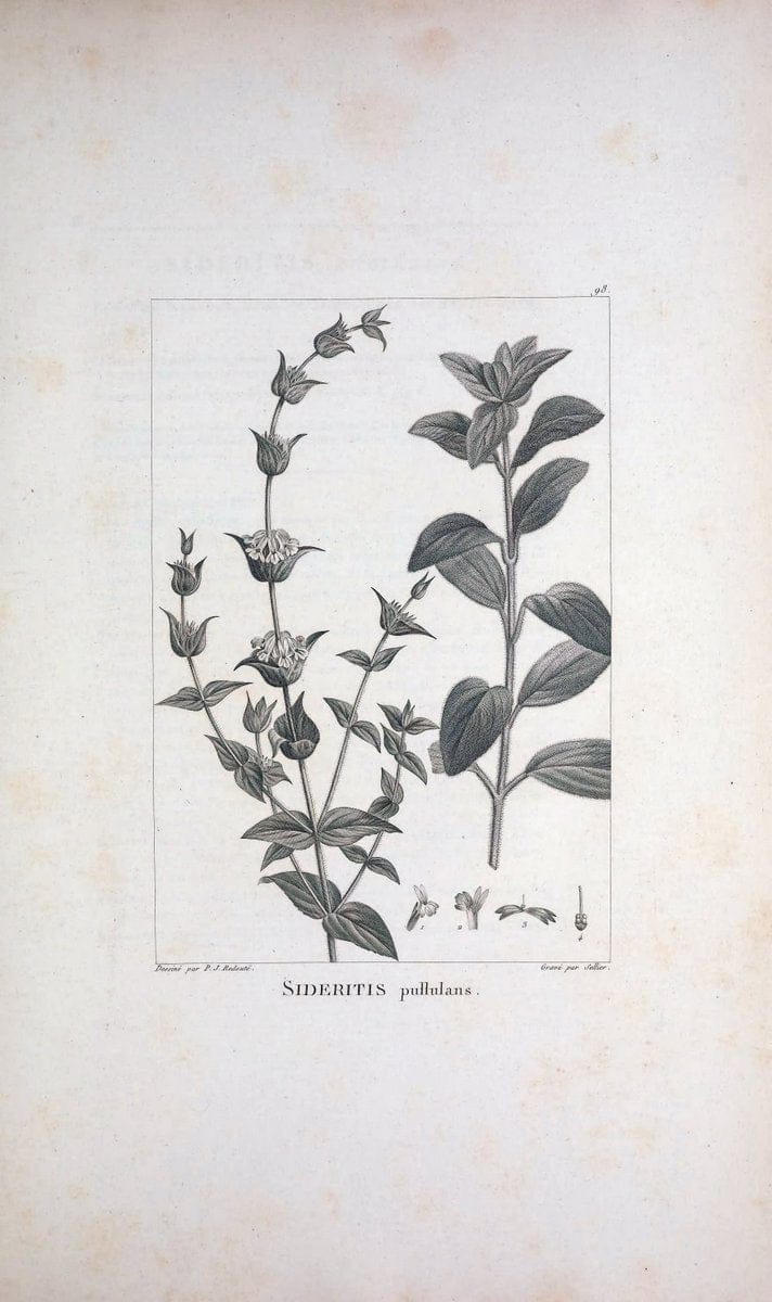 Description des plantes nouvelles et peu connues :.A Paris :De l'imprimerie de Crapelet,an 8, [i.e. 1799 or 1800]. | Botany "Pictorial works" | Vintage Print Reproduction 468233