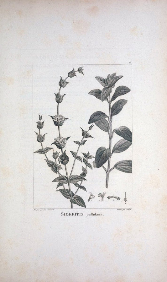 Description des plantes nouvelles et peu connues :.A Paris :De l'imprimerie de Crapelet,an 8, [i.e. 1799 or 1800]. | Botany "Pictorial works" | Vintage Print Reproduction 468233