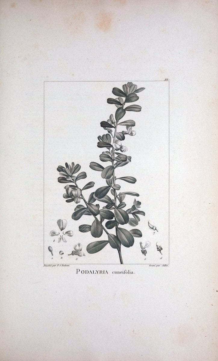 Description des plantes nouvelles et peu connues :.A Paris :De l'imprimerie de Crapelet,an 8, [i.e. 1799 or 1800]. | Botany "Pictorial works" | Vintage Print Reproduction 468234