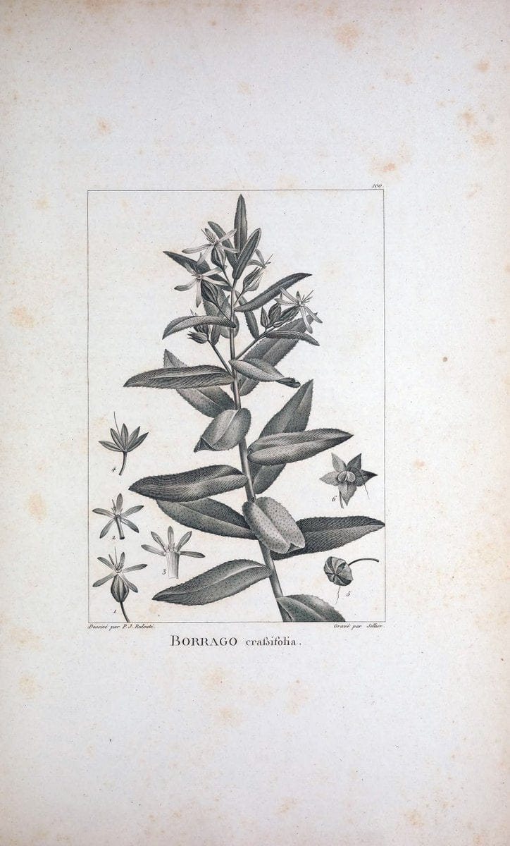 Description des plantes nouvelles et peu connues :.A Paris :De l'imprimerie de Crapelet,an 8, [i.e. 1799 or 1800]. | Botany "Pictorial works" | Vintage Print Reproduction 468235