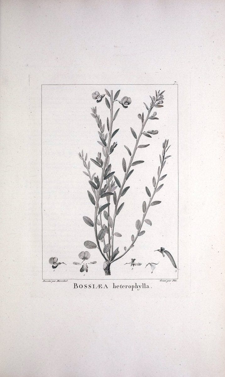 Description des plantes nouvelles et peu connues :.A Paris :De l'imprimerie de Crapelet,an 8, [i.e. 1799 or 1800]. | Botany "Pictorial works" | Vintage Print Reproduction 468236