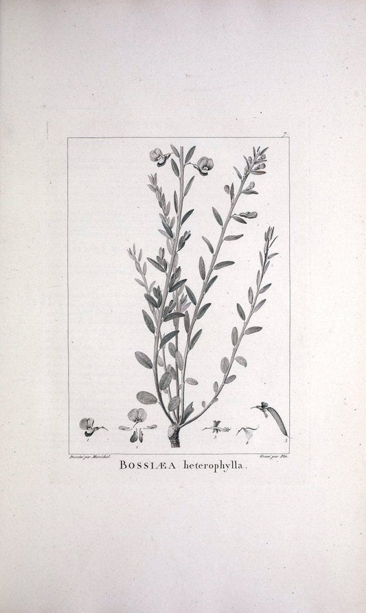 Description des plantes nouvelles et peu connues :.A Paris :De l'imprimerie de Crapelet,an 8, [i.e. 1799 or 1800]. | Botany "Pictorial works" | Vintage Print Reproduction 468236