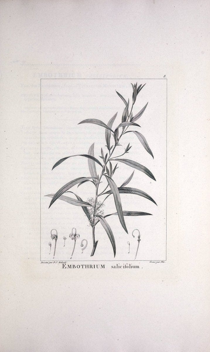 Description des plantes nouvelles et peu connues :.A Paris :De l'imprimerie de Crapelet,an 8, [i.e. 1799 or 1800]. | Botany "Pictorial works" | Vintage Print Reproduction 468237