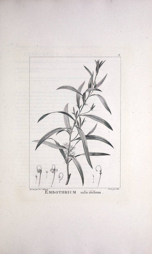 Description des plantes nouvelles et peu connues :.A Paris :De l'imprimerie de Crapelet,an 8, [i.e. 1799 or 1800]. | Botany "Pictorial works" | Vintage Print Reproduction 468237