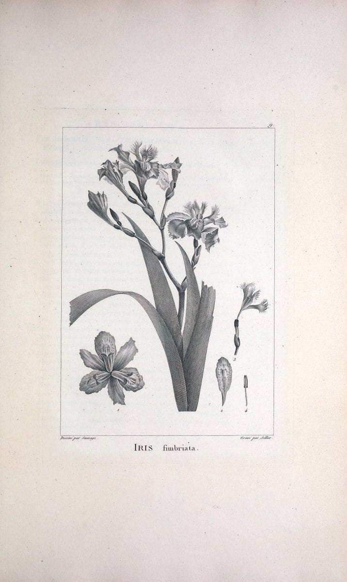 Description des plantes nouvelles et peu connues :.A Paris :De l'imprimerie de Crapelet,an 8, [i.e. 1799 or 1800]. | Botany "Pictorial works" | Vintage Print Reproduction 468238