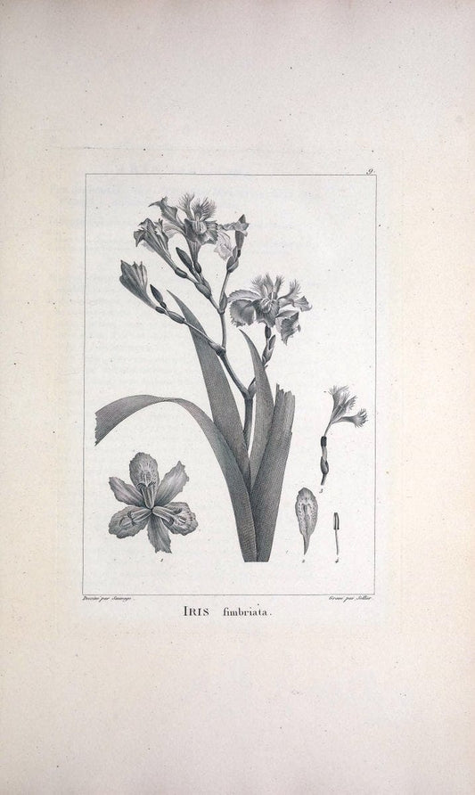Description des plantes nouvelles et peu connues :.A Paris :De l'imprimerie de Crapelet,an 8, [i.e. 1799 or 1800]. | Botany "Pictorial works" | Vintage Print Reproduction 468238