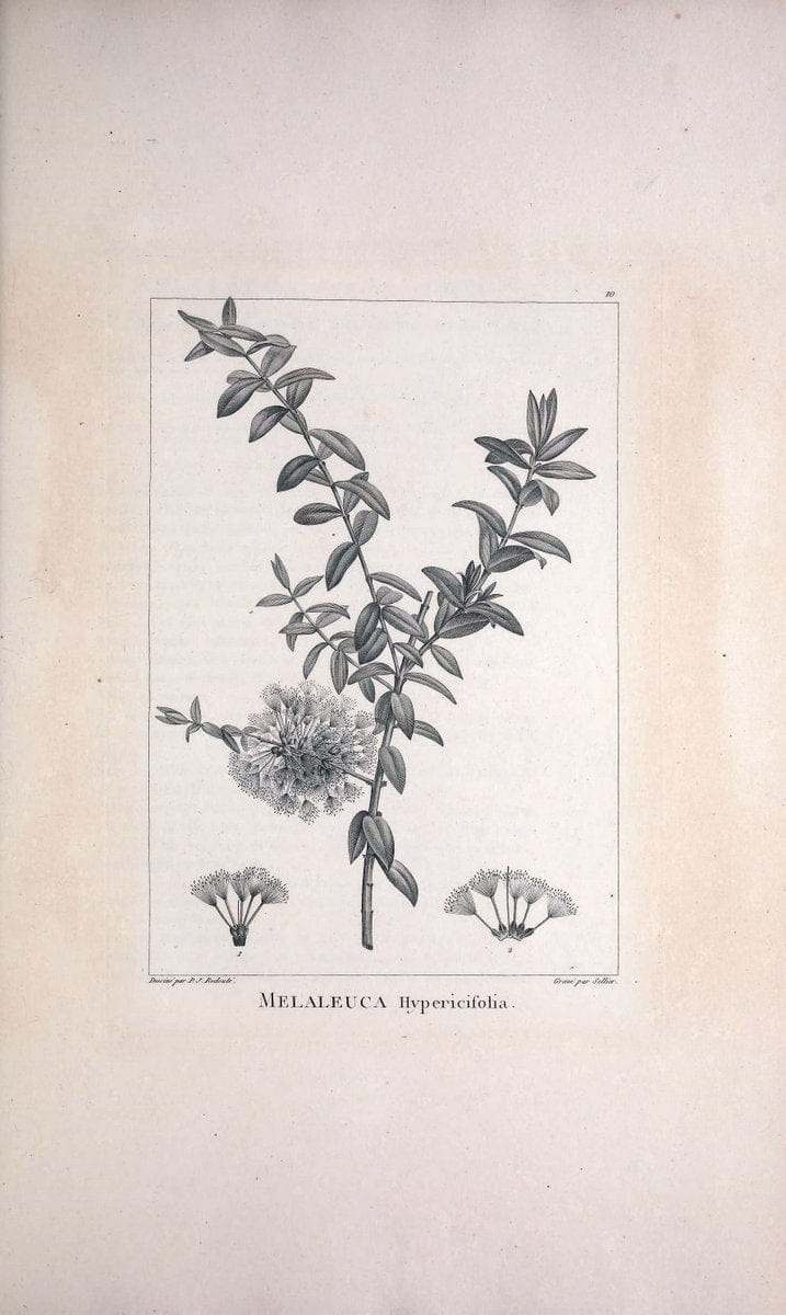 Description des plantes nouvelles et peu connues :.A Paris :De l'imprimerie de Crapelet,an 8, [i.e. 1799 or 1800]. | Botany "Pictorial works" | Vintage Print Reproduction 468239