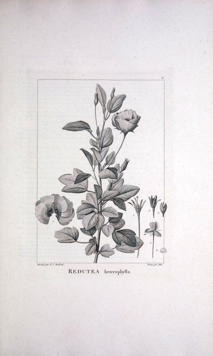 Description des plantes nouvelles et peu connues :.A Paris :De l'imprimerie de Crapelet,an 8, [i.e. 1799 or 1800]. | Botany "Pictorial works" | Vintage Print Reproduction 468240