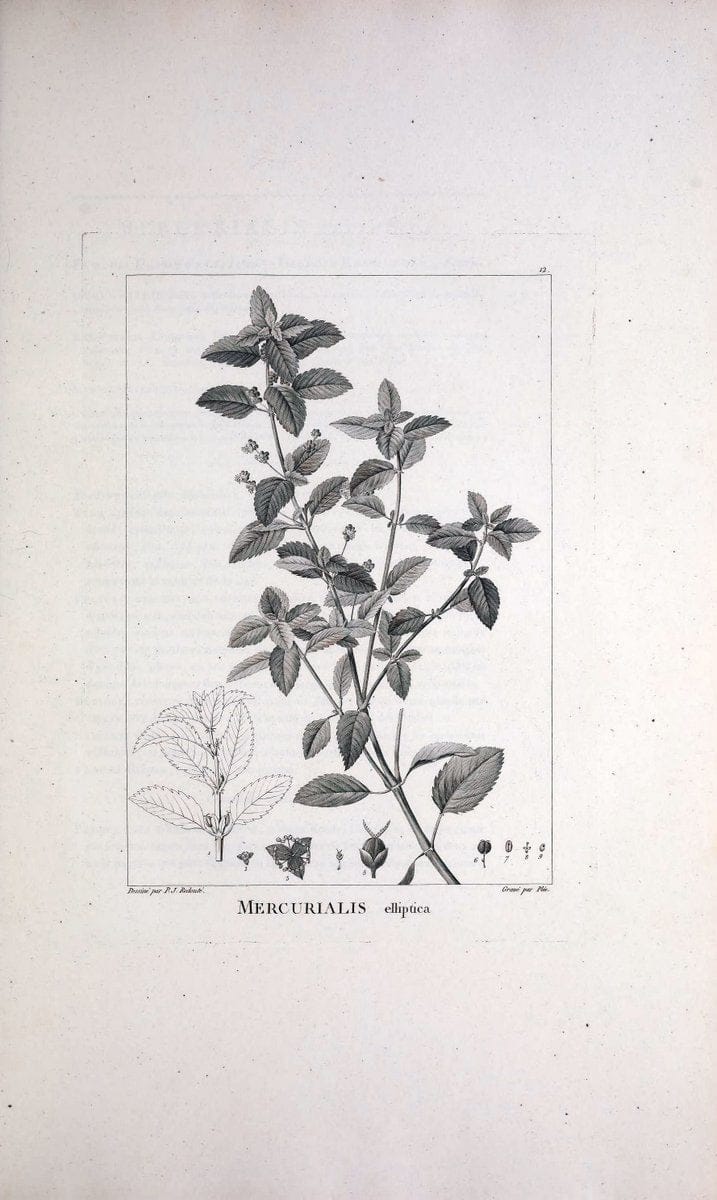 Description des plantes nouvelles et peu connues :.A Paris :De l'imprimerie de Crapelet,an 8, [i.e. 1799 or 1800]. | Botany "Pictorial works" | Vintage Print Reproduction 468241