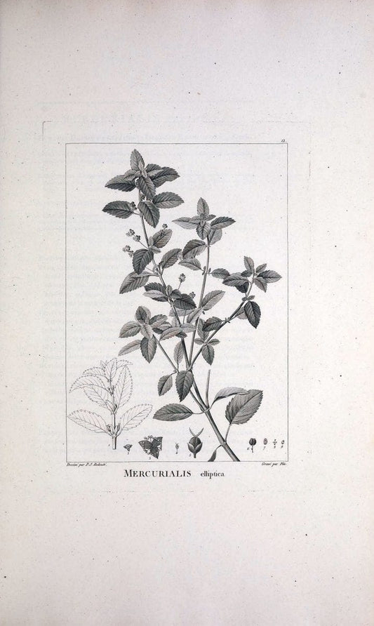 Description des plantes nouvelles et peu connues :.A Paris :De l'imprimerie de Crapelet,an 8, [i.e. 1799 or 1800]. | Botany "Pictorial works" | Vintage Print Reproduction 468241