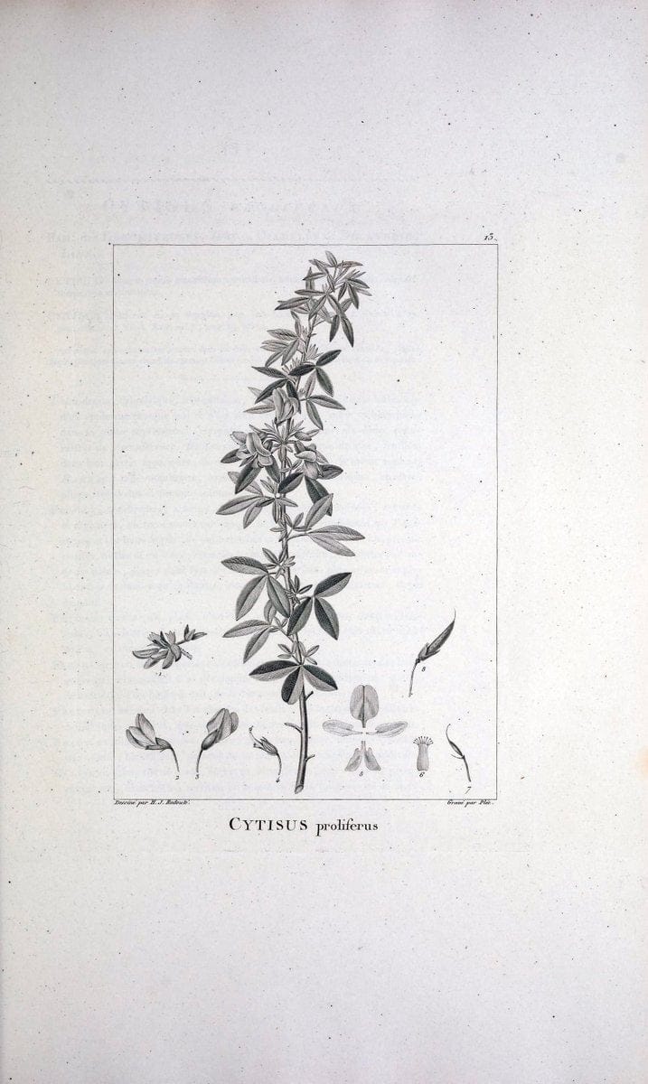 Description des plantes nouvelles et peu connues :.A Paris :De l'imprimerie de Crapelet,an 8, [i.e. 1799 or 1800]. | Botany "Pictorial works" | Vintage Print Reproduction 468242