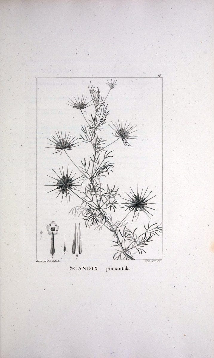 Description des plantes nouvelles et peu connues :.A Paris :De l'imprimerie de Crapelet,an 8, [i.e. 1799 or 1800]. | Botany "Pictorial works" | Vintage Print Reproduction 468243
