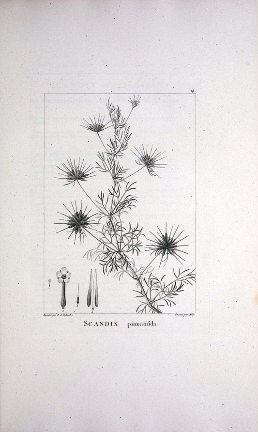 Description des plantes nouvelles et peu connues :.A Paris :De l'imprimerie de Crapelet,an 8, [i.e. 1799 or 1800]. | Botany "Pictorial works" | Vintage Print Reproduction 468243