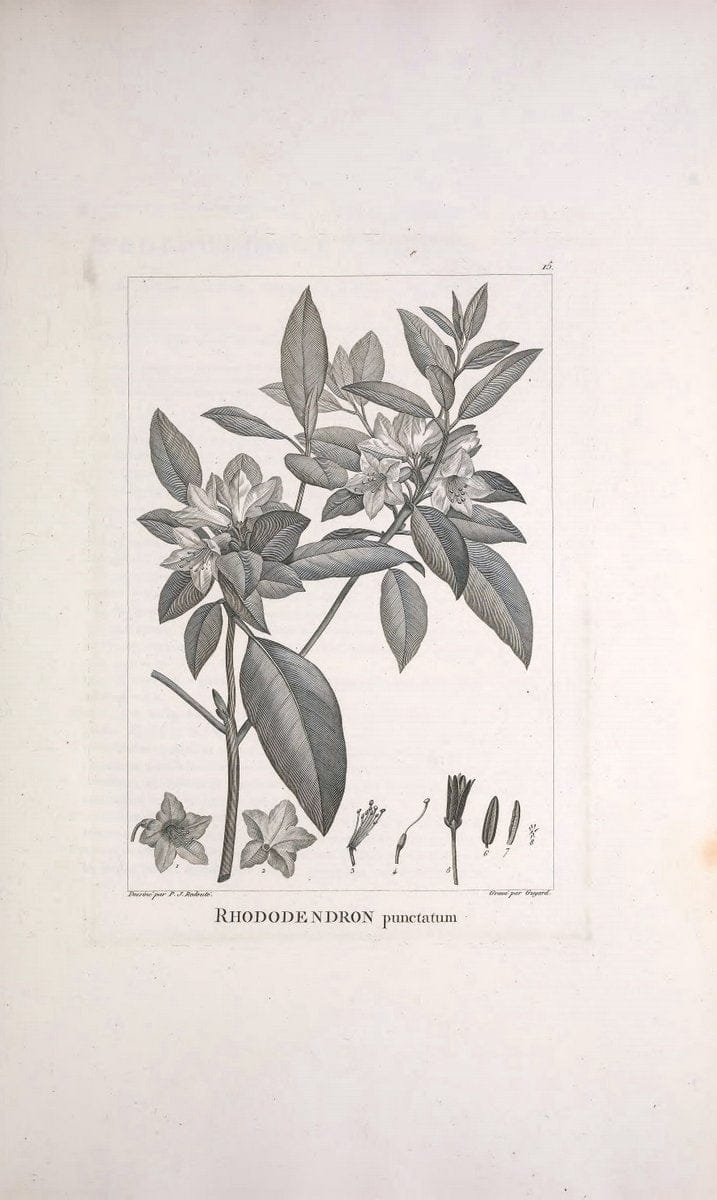 Description des plantes nouvelles et peu connues :.A Paris :De l'imprimerie de Crapelet,an 8, [i.e. 1799 or 1800]. | Botany "Pictorial works" | Vintage Print Reproduction 468244