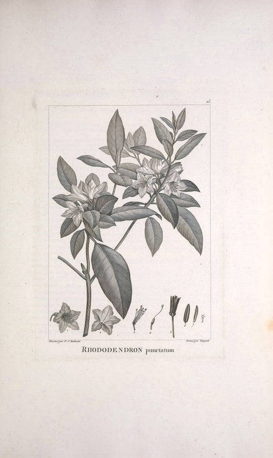 Description des plantes nouvelles et peu connues :.A Paris :De l'imprimerie de Crapelet,an 8, [i.e. 1799 or 1800]. | Botany "Pictorial works" | Vintage Print Reproduction 468244