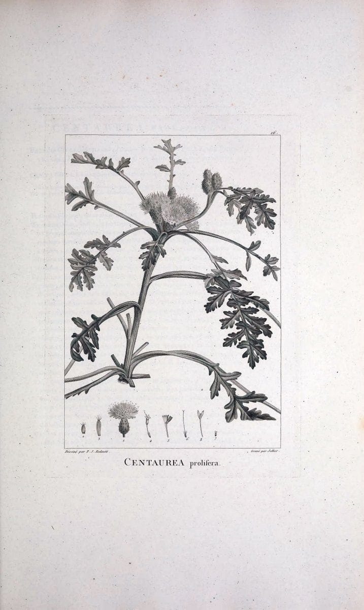 Description des plantes nouvelles et peu connues :.A Paris :De l'imprimerie de Crapelet,an 8, [i.e. 1799 or 1800]. | Botany "Pictorial works" | Vintage Print Reproduction 468245