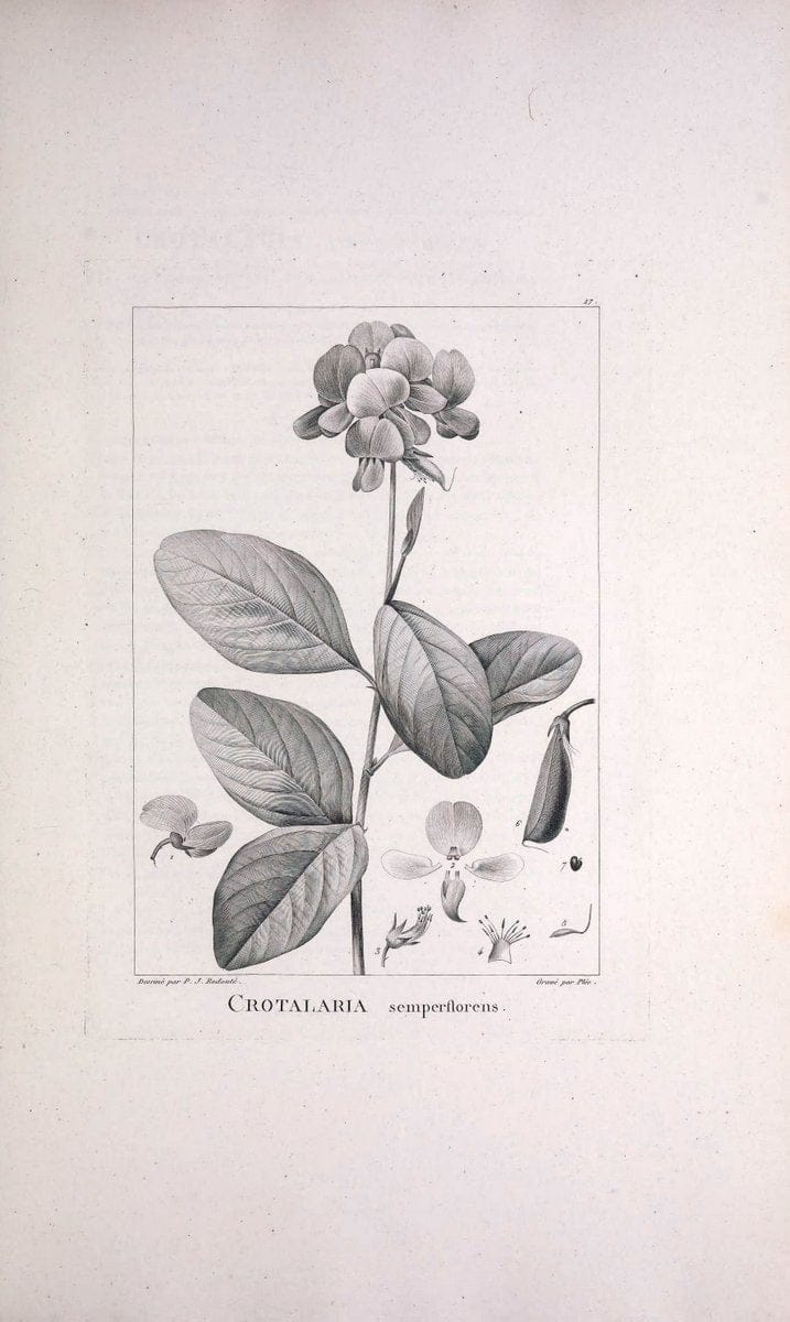 Description des plantes nouvelles et peu connues :.A Paris :De l'imprimerie de Crapelet,an 8, [i.e. 1799 or 1800]. | Botany "Pictorial works" | Vintage Print Reproduction 468246