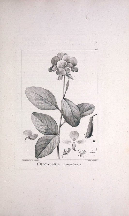 Description des plantes nouvelles et peu connues :.A Paris :De l'imprimerie de Crapelet,an 8, [i.e. 1799 or 1800]. | Botany "Pictorial works" | Vintage Print Reproduction 468246