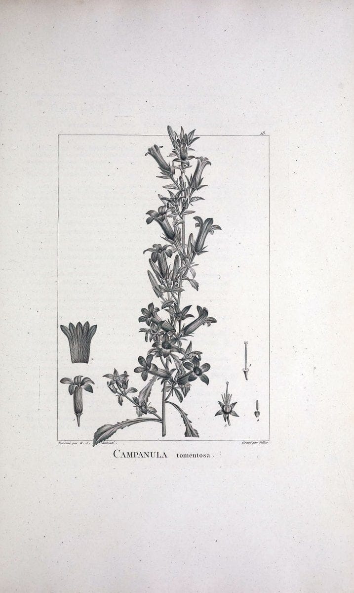 Description des plantes nouvelles et peu connues :.A Paris :De l'imprimerie de Crapelet,an 8, [i.e. 1799 or 1800]. | Botany "Pictorial works" | Vintage Print Reproduction 468247