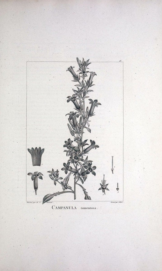 Description des plantes nouvelles et peu connues :.A Paris :De l'imprimerie de Crapelet,an 8, [i.e. 1799 or 1800]. | Botany "Pictorial works" | Vintage Print Reproduction 468247