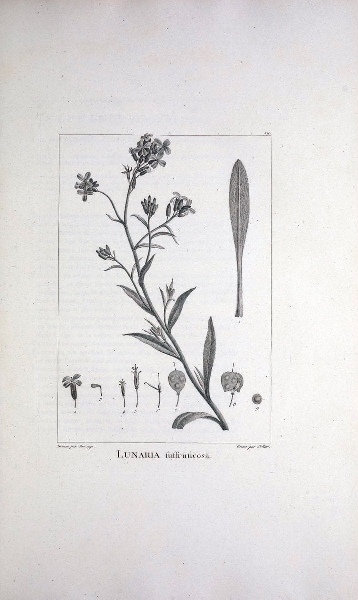 Description des plantes nouvelles et peu connues :.A Paris :De l'imprimerie de Crapelet,an 8, [i.e. 1799 or 1800]. | Botany "Pictorial works" | Vintage Print Reproduction 468248