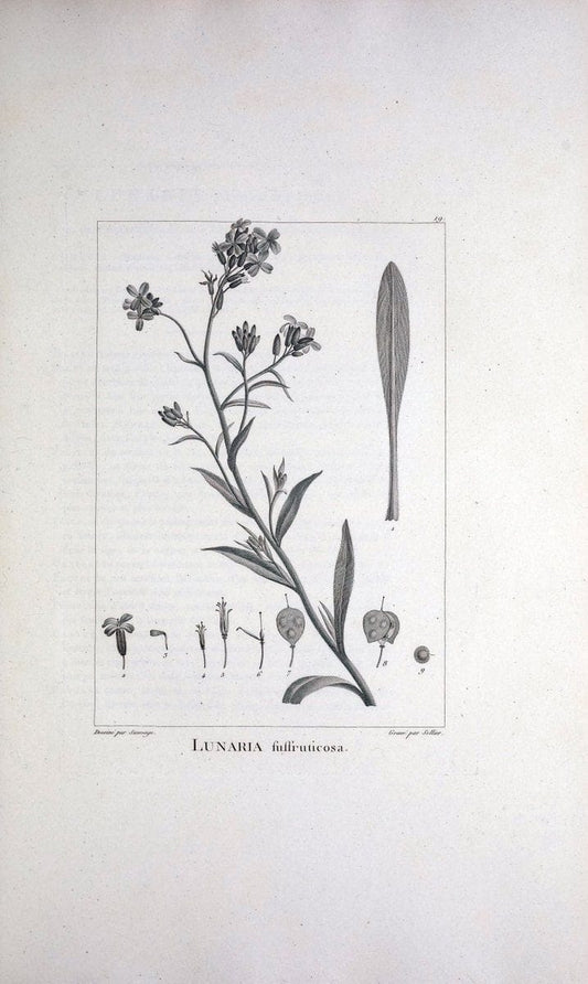 Description des plantes nouvelles et peu connues :.A Paris :De l'imprimerie de Crapelet,an 8, [i.e. 1799 or 1800]. | Botany "Pictorial works" | Vintage Print Reproduction 468248