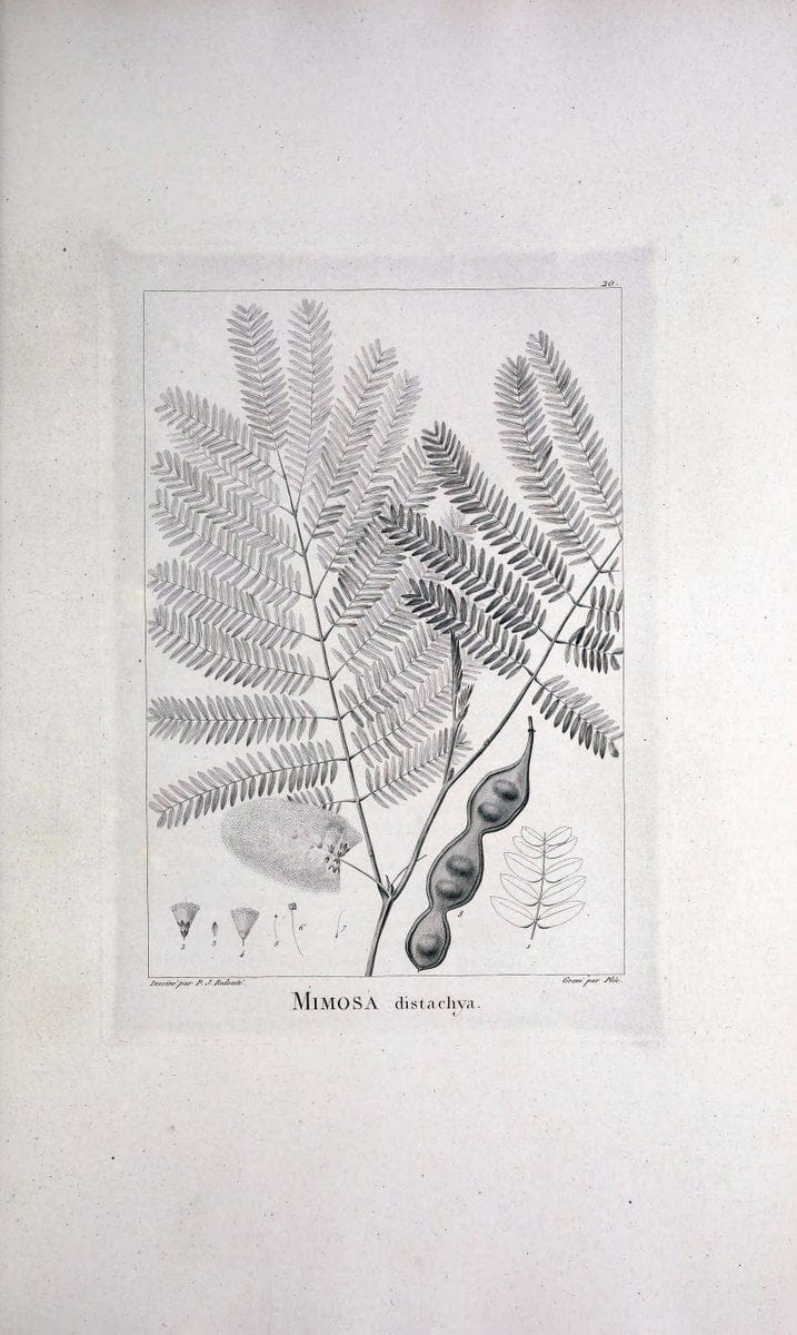 Description des plantes nouvelles et peu connues :.A Paris :De l'imprimerie de Crapelet,an 8, [i.e. 1799 or 1800]. | Botany "Pictorial works" | Vintage Print Reproduction 468249