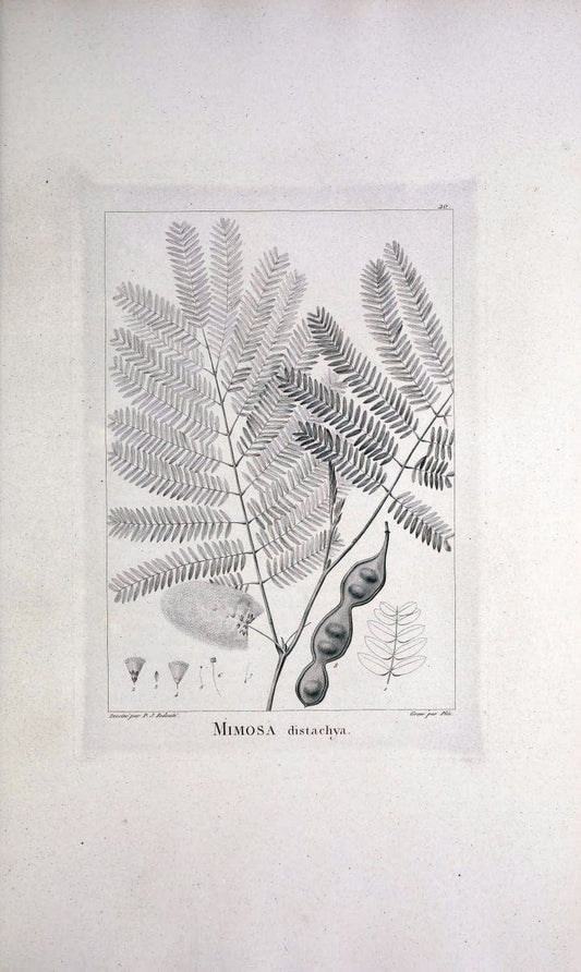Description des plantes nouvelles et peu connues :.A Paris :De l'imprimerie de Crapelet,an 8, [i.e. 1799 or 1800]. | Botany "Pictorial works" | Vintage Print Reproduction 468249