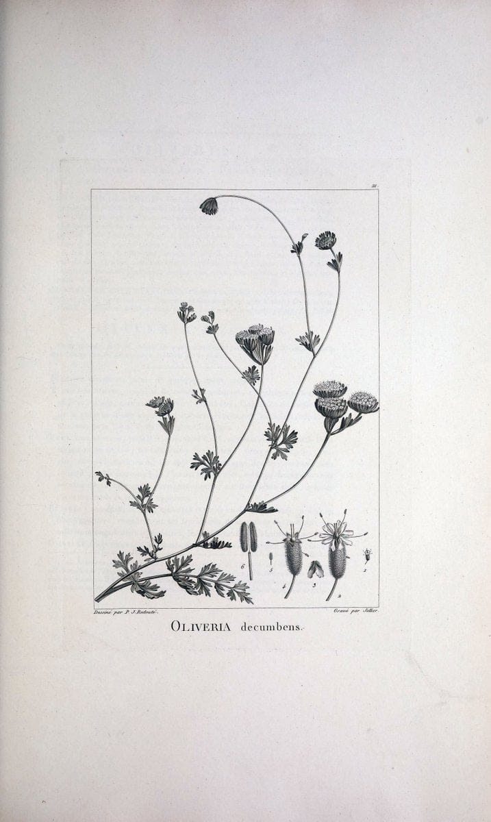 Description des plantes nouvelles et peu connues :.A Paris :De l'imprimerie de Crapelet,an 8, [i.e. 1799 or 1800]. | Botany "Pictorial works" | Vintage Print Reproduction 468250
