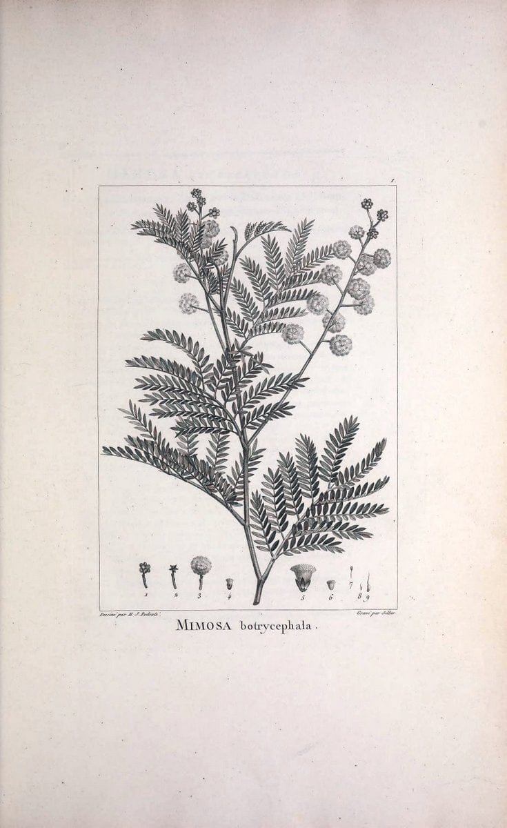Description des plantes nouvelles et peu connues :.A Paris:De l'imprimerie de Crapelet,an 8, [i.e. 1799 or 1800]. |  | Vintage Print Reproduction 468251